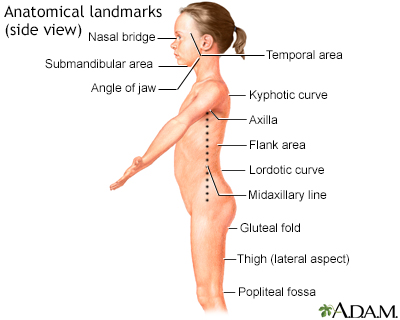 Anatomical landmarks - side view